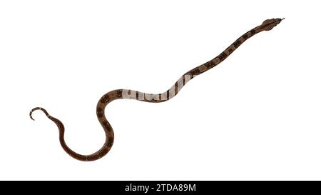 Boa Constrictor auf weißem Hintergrund: Atemberaubende Serpentine Wildlife in fesselnden Bildern Stockfoto