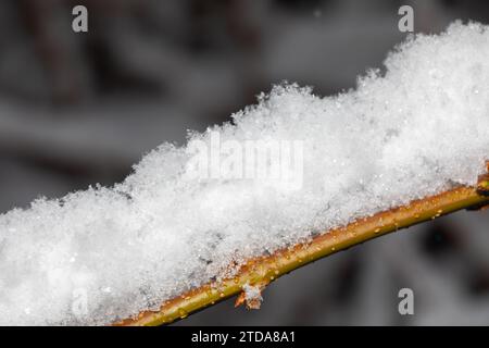 Fesselnde Winterszene: Frischer Schnee auf Baumzweig mit verschwommenem grauem Hintergrund Stockfoto