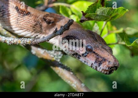 Gewöhnliche Boa, Boa constrictor im natürlichen Lebensraum: Tierfotografie Stockfoto