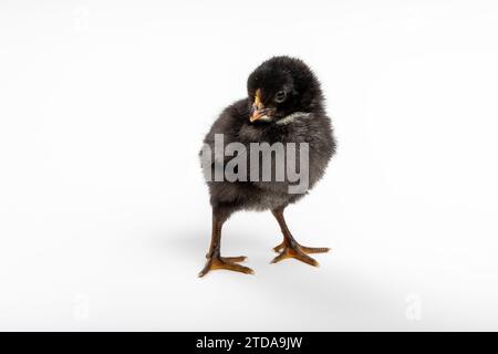 Frohe Ostern! Single Newborn Easter Chick: Symbol der Frühlingserneuerung Stockfoto