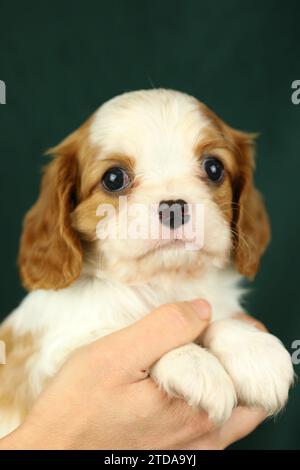 Niedlicher kleiner Kavalier-König charles Spaniel-Welpe in den Palmen Stockfoto