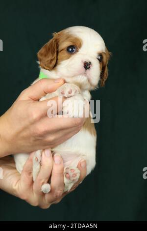 Niedlicher kleiner Kavalier-König charles Spaniel-Welpe in den Palmen Stockfoto