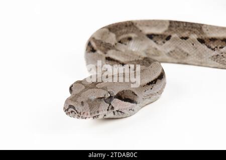Caulker Caye Boa Constrictor auf weißem Hintergrund - exotische Reptilien Wildtiere Makrofoto Stockfoto