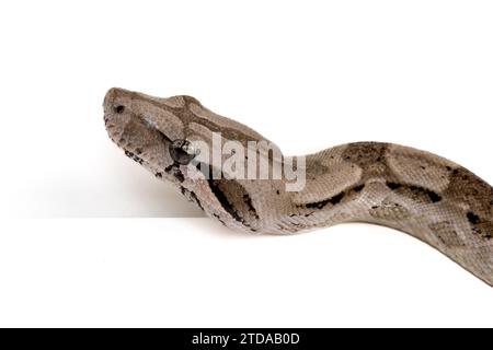 Caulker Caye Boa Constrictor auf weißem Hintergrund - exotische Reptilien Wildtiere Makrofoto Stockfoto