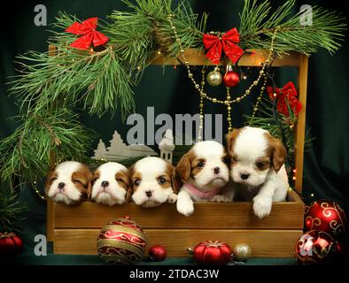 Süße kleine Kavalier-König charles Spaniel-Welpen mit weihnachtsdekoration Stockfoto