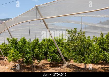 Orchard mit Hagel- und Vogelschutznetzen Stockfoto