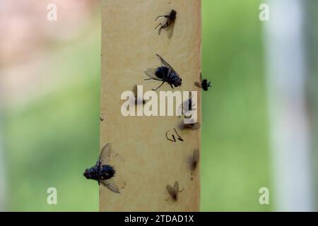 Fliegenfalle mit toten Dlies Stockfoto