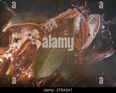 Umgebung von Hà-nôi, Hainoi Vietnam, Tonkin, Indochina die Blätter und Früchte des Kapokbaums, Natur, Umwelt, Obst, Vegetation, Botanik, Indochina, Tonkin, bei Hanoi, der Kapok (falscher Baumwollbaum), Blätter und Früchte des Kapok, Hà-nôi, Hainoi Vietnam [Région], 01/04/1916 - 30/04/1916, beschäftigt, Léon, Léon beschäftigt Fotograf en en Indochine, Autochrome, Foto, Glas, Autochrome, Foto, positiv, Horizontal, Format 9 x 12 cm Stockfoto