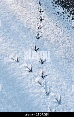 Fußabdrücke eines Moorhuhnvogels im Schnee auf dem gefrorenen Fluss tragen in Durham River Banks, Durham City, County Durham, England Stockfoto