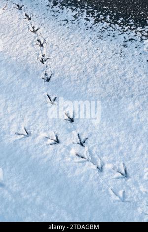 Fußabdrücke eines Moorhuhnvogels im Schnee auf dem gefrorenen Fluss tragen in Durham River Banks, Durham City, County Durham, England Stockfoto