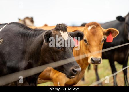 Ökologische, regenerative und nachhaltige Landwirtschaft, die Milchkühe anbaut. Rinderweiden im Koppel. Kuh auf einem Feld auf einer Ranch Stockfoto