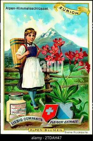 S474 Alpine Flowers 001 Key of Heaven – Vintage Liebig Handelskarte Stockfoto