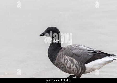 Brent-Goose (Branta bernicla) in Leigh on Sea, Essex Stockfoto