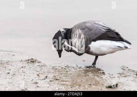 Brent-Goose (Branta bernicla) in Leigh on Sea, Essex Stockfoto