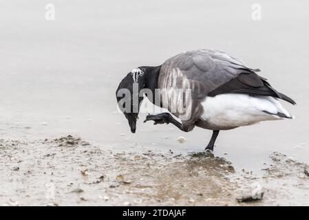 Brent-Goose (Branta bernicla) in Leigh on Sea, Essex Stockfoto