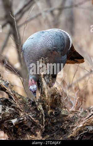 Wilder truthahn in den Wäldern von Michigan Stockfoto