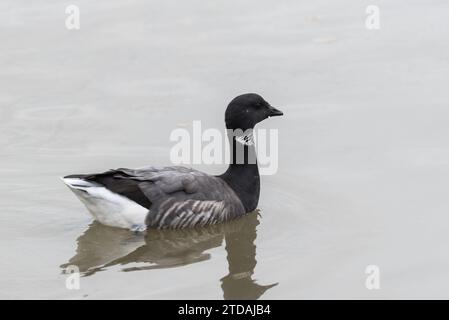 Brent-Goose (Branta bernicla) in Leigh on Sea, Essex Stockfoto