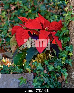 Hellrote Weihnachtsstern in einem Bett aus Efeu. Ein toller Look für die Weihnachtsferien. Stockfoto