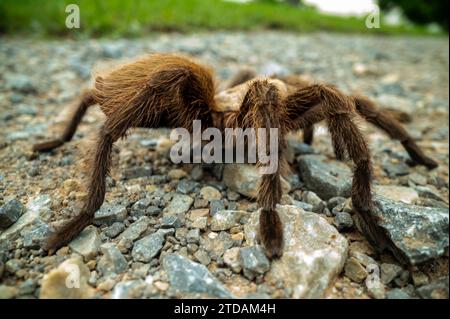 Nahaufnahme der Haarigen Beine von Tarantula auf Schotterpfad Stockfoto