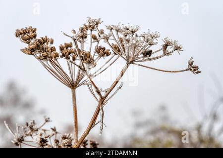 Fenchel, Foeniculum vulgare, Samenköpfe bedeckt mit Eis am nebeligen Dezembertag im Norfolk-Garten. Im Winter im Garten als bauliches Interesse gelassen Stockfoto