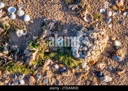 Leere Eierkästen an einem Strand von Norfolk. Eier des gewöhnlichen Welpen, Buccinum undatum, auch bekannt als Meereswaschbällchen. Stockfoto