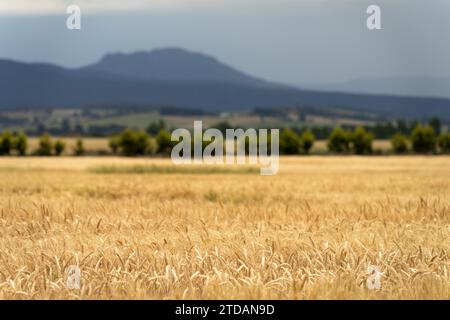 Weizensorten auf einem Feld im Sommer Stockfoto