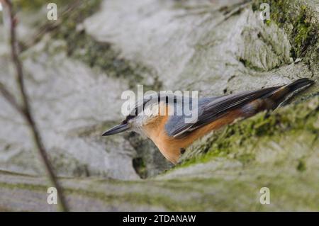 Sitta europaea alias eurasischer Nuthatch kriecht auf dem Baum. Spätherbst in der Natur der Tschechischen republik. Stockfoto