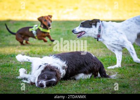 Niedliche Hunde spielen zusammen mit Dackeln, die im Hundepark jagen Stockfoto