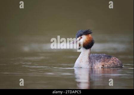 Haubentaucher, Podiceps Cristatus, Great crested Grebe Stockfoto