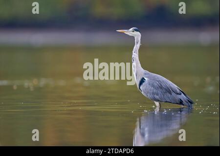 Graureiher Ardea Cinerea, Graureiher Stockfoto