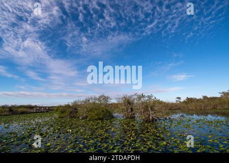 Blick auf den Spatterdock-Teich vom Anhinga Trail Boardwalk im Everglades National Park, Florida unter Wolkenlandschaft im Hochherbst am sonnigen Nachmittag. Stockfoto