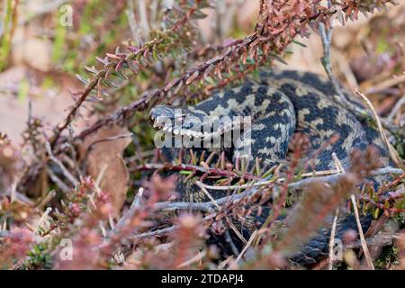 Kreuzotter, Vipera berus, Gemeine Europäische Adder Stockfoto