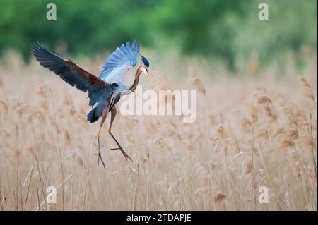 Purpurreiher im Flug, Ardea purpurea, Purpurreiher im Flug Stockfoto