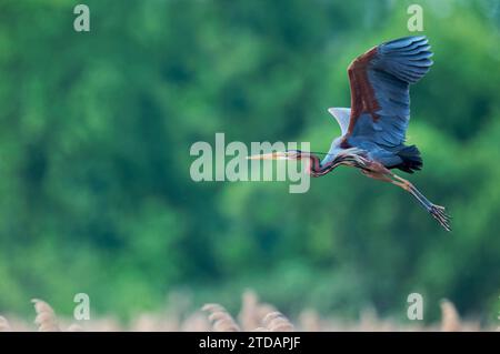 Purpurreiher im Flug, Ardea purpurea, Purpurreiher im Flug Stockfoto