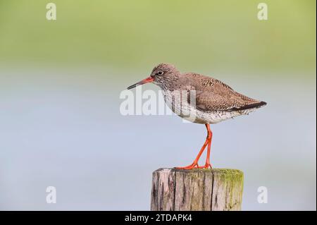 Rotschenkel Tringa Totanus, gemeinsame Rotschenkel Stockfoto