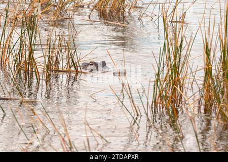 Kopf eines großen Alligators über der Wasseroberfläche zwischen Schilf in den Everglades. Stockfoto