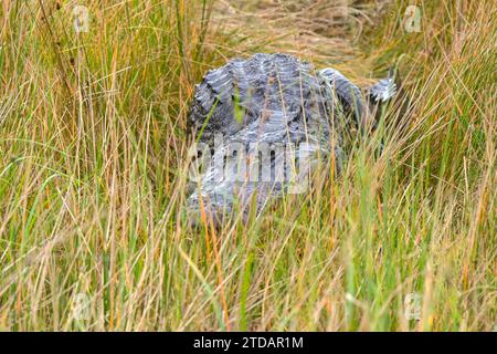 Großer Alligator versteckt sich zwischen Schilf und Sumpf in den Everglades. Stockfoto