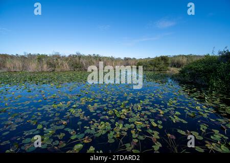 Blick auf den Spatterdock-Teich vom Anhinga Trail Boardwalk im Everglades National Park, Florida unter Wolkenlandschaft im Hochherbst am sonnigen Nachmittag. Stockfoto