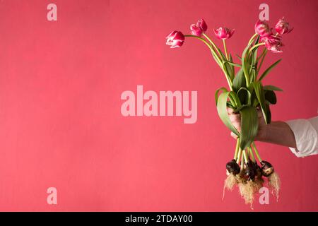 Die Hand eines Mannes in einem weißen Hemd hält einen Strauß rosa Tulpen mit Zwiebeln auf rosa Hintergrund Stockfoto