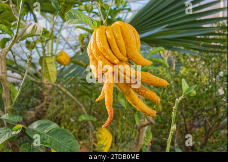 Nahaufnahme einer gefingerten Zitronfrucht auf einem Zitrus-Medica-Baum Stockfoto