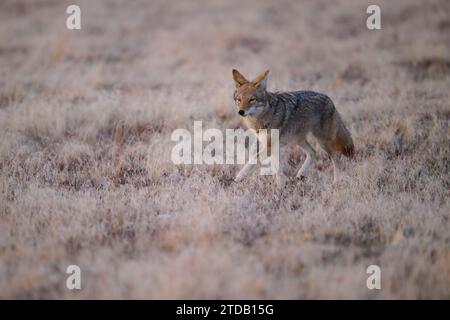 Coyote gehen Stockfoto