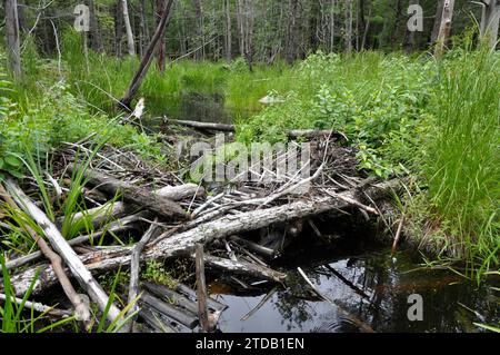 Eine überflutete Feuchtwiese ist der ideale Lebensraum für Biber und Biberdämme. Stockfoto