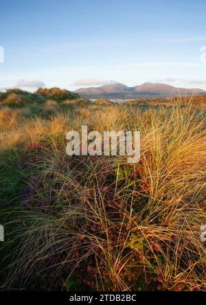 Die Mourne Mountains vom Murlough National Nature Reserve aus gesehen. Land Unten. Nordirland, Vereinigtes Königreich. Stockfoto