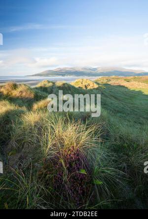 Die Mourne Mountains vom Murlough National Nature Reserve aus gesehen. Land Unten. Nordirland, Vereinigtes Königreich. Stockfoto