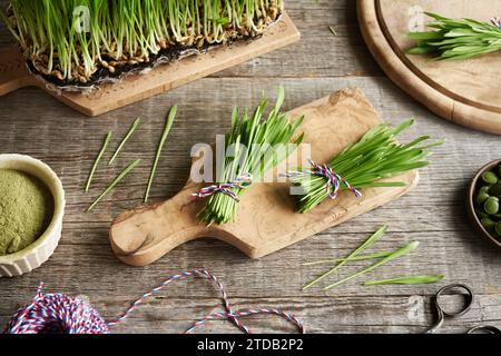 Frisch angebaute grüne Gerstengrasklingen mit Trockenpulver und Tabletten Stockfoto