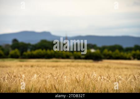 Weizensorten auf einem Feld im Sommer Stockfoto