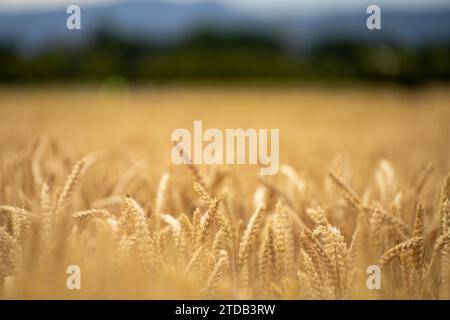 Weizensorten auf einem Feld im Sommer Stockfoto