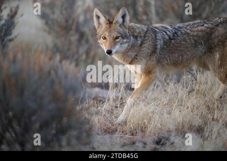 Kojote, der durch die Bürste läuft, Utah Stockfoto