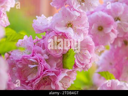 Süße rosa Blumen blühen Louiseania triloba, Prunus triloba, Amygdalus triloba im Frühlingsgarten. Rosa Sakura Blumen, traumhaft romantisches Bild spr Stockfoto