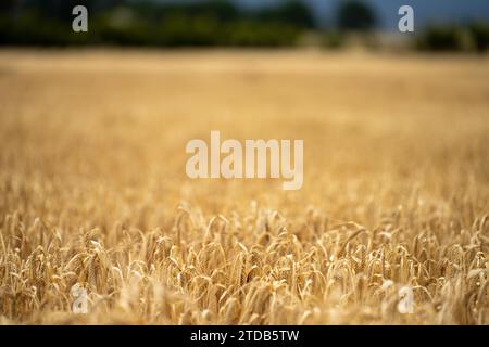 Weizensorten auf einem Feld im Sommer Stockfoto